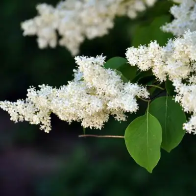 Сирень АМУРСКАЯ в Слониме