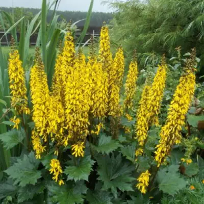 Бузульник ПРЖЕВАЛЬСКОГО в Слониме