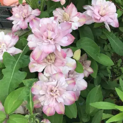 Клематис ИННОСЕНТ БЛАШ в Слониме