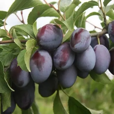 Слива РЕНКЛОД в Слониме