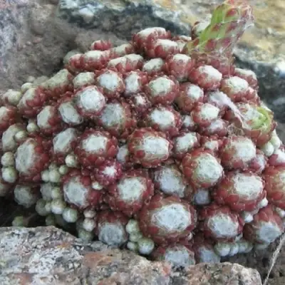 Молодило ГНАФАЛИУМ в Слониме