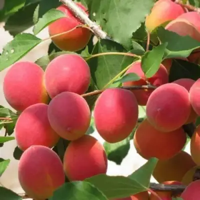 Абрикос РУБИН в Слониме