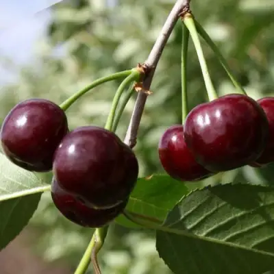 Вишня ЖАДАНА в Слониме