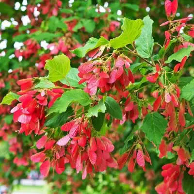 Клен татарский в Слониме