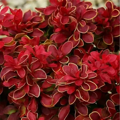 Барбарис РЕД ХОТ ЧИЛИ тунберга в Слониме