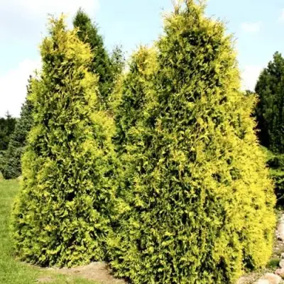 Туя САЛЛАНД западная в Слониме
