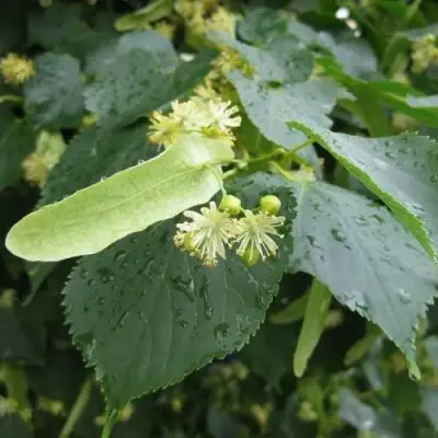 Липа мелколистная в Слониме