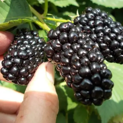 Ежевика НАТЧЕЗ бесшипная  в Слониме