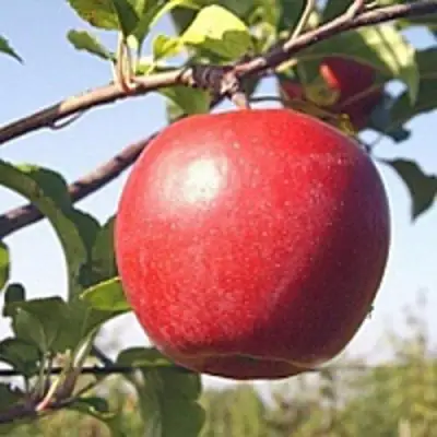 Яблоня ЛИГОЛ в Слониме