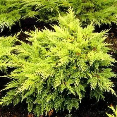 Можжевельник МОРДИГАН ГОЛД средний в Слониме