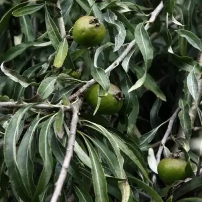 Груша ИВОЛИСТНАЯ в Слониме