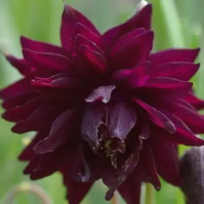 Аквилегия БАРЛОУ БОРДО обыкновенная в Слониме