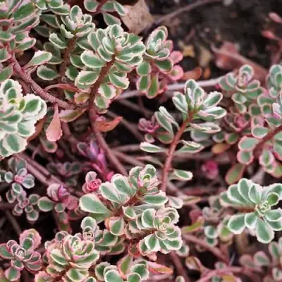 Очиток (седум) ТРИКОЛОР ложный в Слониме