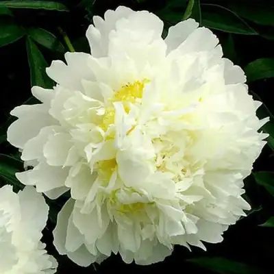 Пион ЗОЛОТОЙ ОРЕОЛ травянистый в Слониме