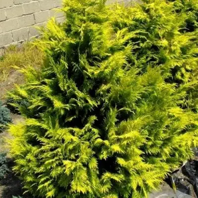 Кипарисовик ГОЛДЕН ВОНДЕР лавсона в Слониме