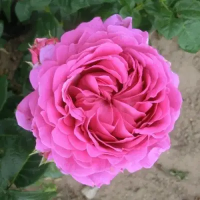 Роза АНУШКА чайно-гибридная в Слониме