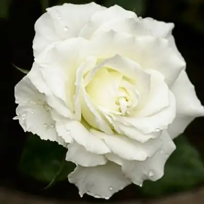 Роза МОНДИАЛЬ чайно-гибридная в Слониме