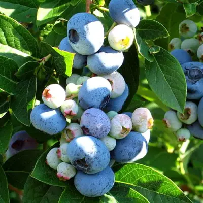 Голубика ВЕЙМУТ в Слониме