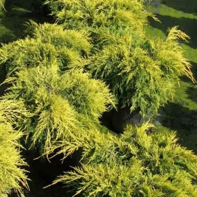 Можжевельник КИНГ ОФ СПРИНГ средний в Слониме