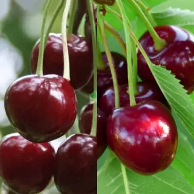 Комплект ВИШНЕВЫЙ ТАНДЕМ в Слониме