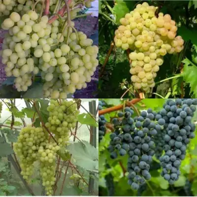 Комплект ВИНОГРАДНАЯ РАДУГА в Слониме