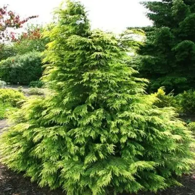 Кипарисовик САНКИСТ лавсона в Слониме