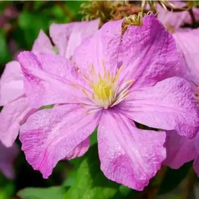 Клематис КОМТЕСС ДЕ БУШО в Слониме