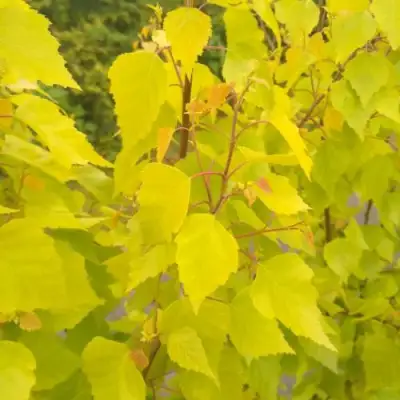 Берёза ГОЛДЕН ОБЕЛИСК повислая  в Слониме