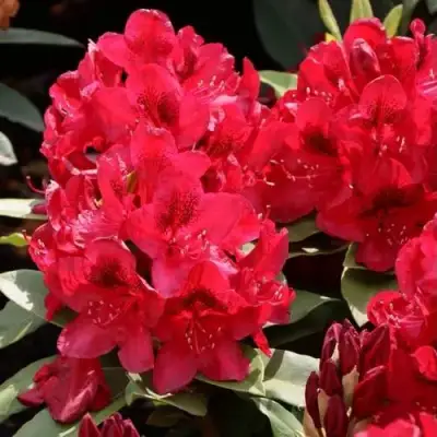 Рододендрон МАТАДОР в Слониме