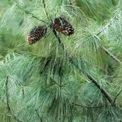 Сосна АРМАНДИ в Слониме