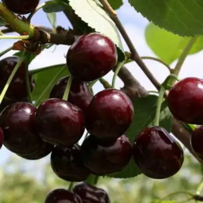 Дюк ИВАНОВНА в Слониме