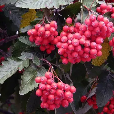 Рябина БОЯРЫШНИКОПЛОДНАЯ сладкоплодная в Слониме