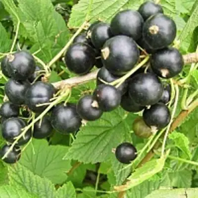 Смородина чёрная ЧЁРНЫЙ АИСТ в Слониме