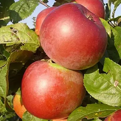 Яблоня АКСАМИТ в Слониме