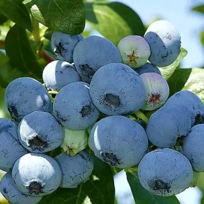 Голубика НУИ в Слониме