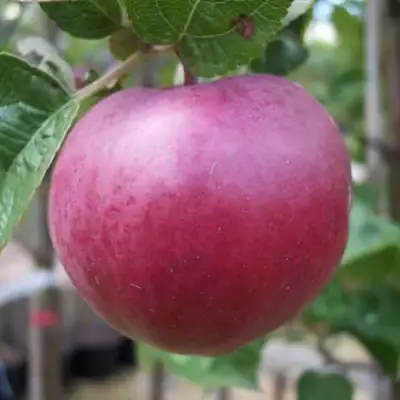 Яблоня НОРИС в Слониме