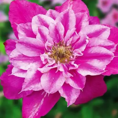 Клематис МАЙ ДАРЛИНГ  в Слониме