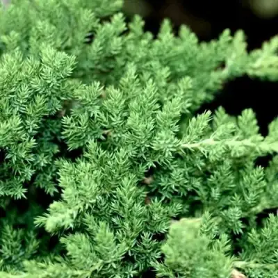 Можжевельник НАНА лежачий в Слониме