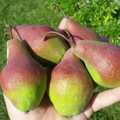 Груша ЯКОВЛЕВСКАЯ в Слониме