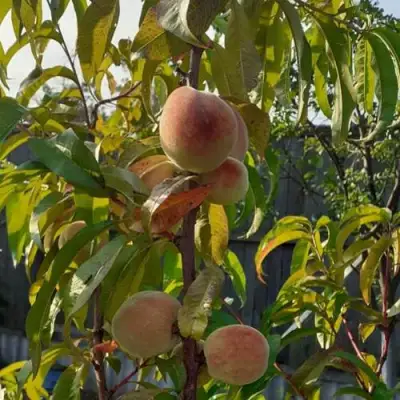 Персик ЕЛГАВСКИЙ в Слониме