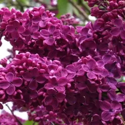 Сирень ЧАРЛЬЗ ДЖОЛИ в Слониме