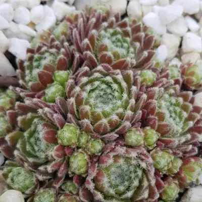 Молодило МОРКЕРС МЕРИТ в Слониме