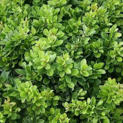 Барбарис КОБОЛЬД тунберга в Слониме