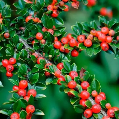 Кизильник горизонтальный в Слониме