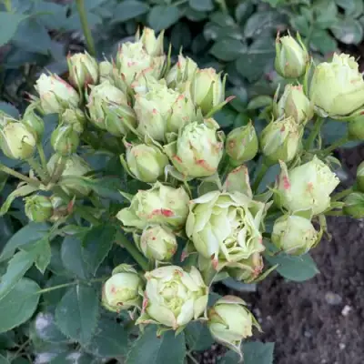 Роза ЛУВИАНА спрей в Слониме