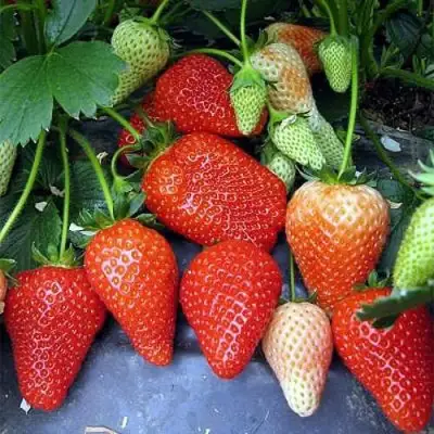 Клубника РОКСАНА в Слониме