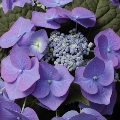 Гортензия БЛАУМАЙС (БЛАУМАЙЗЕ) крупнолистная в Слониме