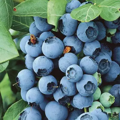 Голубика КОВИЛЛ в Слониме