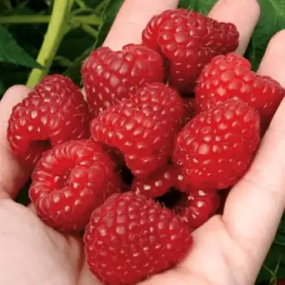 Малина РУБИФОЛ в Слониме