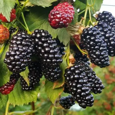 Ежевика НАТЧЕЗ бесшипная  в Слониме